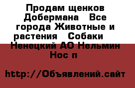 Продам щенков Добермана - Все города Животные и растения » Собаки   . Ненецкий АО,Нельмин Нос п.